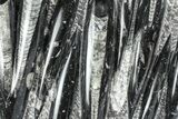 Polished Fossil Orthoceras (Cephalopod) Plate - Morocco #372638-1